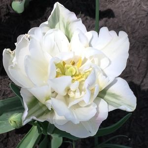 Meet your Posher, Zdravka